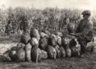 Peter Wright with mangels at Church Farm Blythburgh. Thought to be early 1950. 